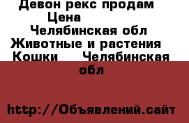 Девон рекс продам › Цена ­ 12 000 - Челябинская обл. Животные и растения » Кошки   . Челябинская обл.